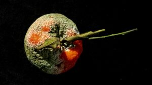 Métamorphose – Montpellier