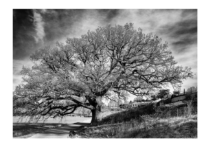L&rsquo;ARBRE – Lyon