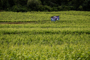 Corinne Galois – Territoire