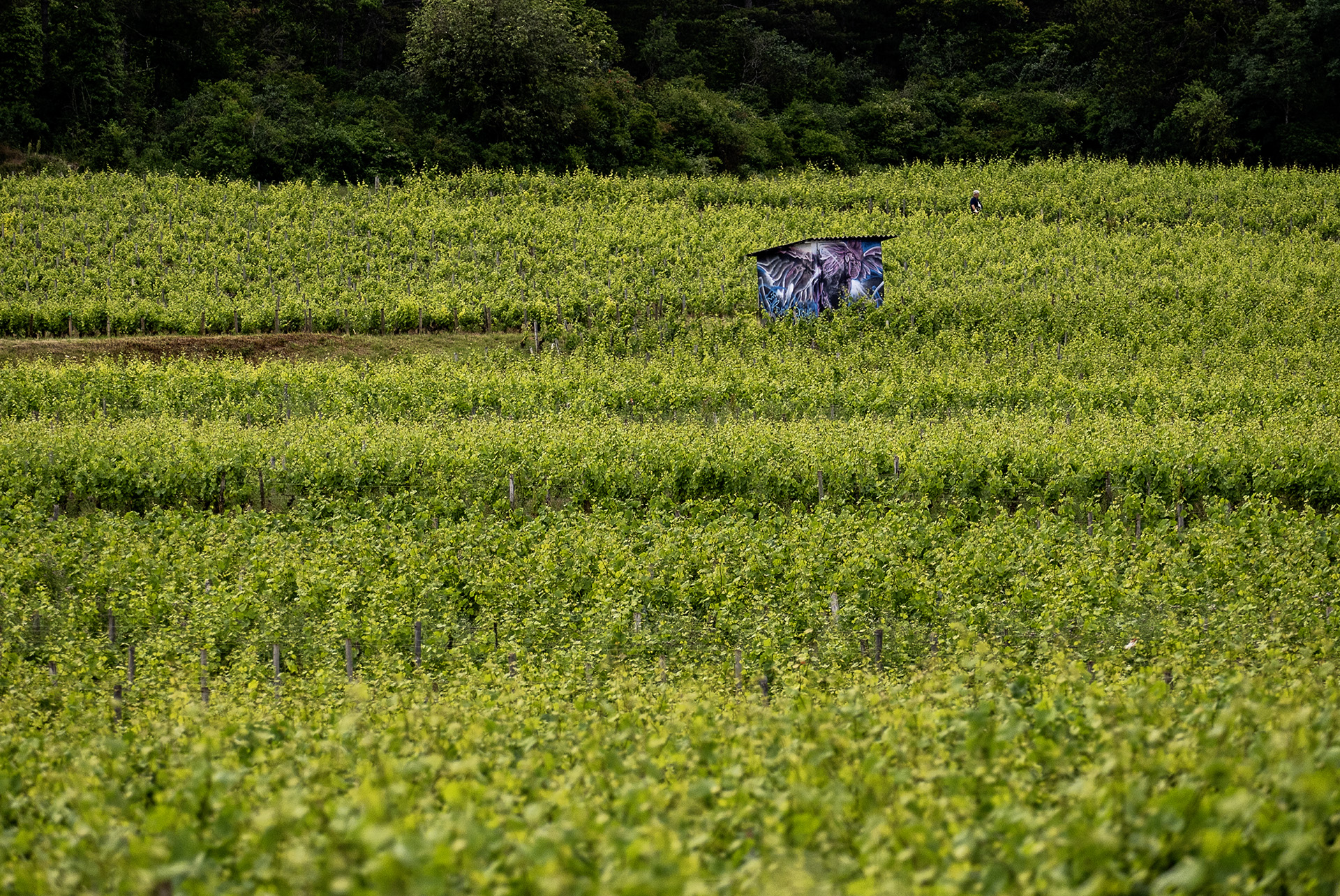 Corinne Galois – Territoire