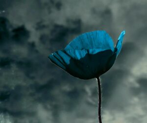 Gentils Coquelicots Mesdames… Capendu(11)