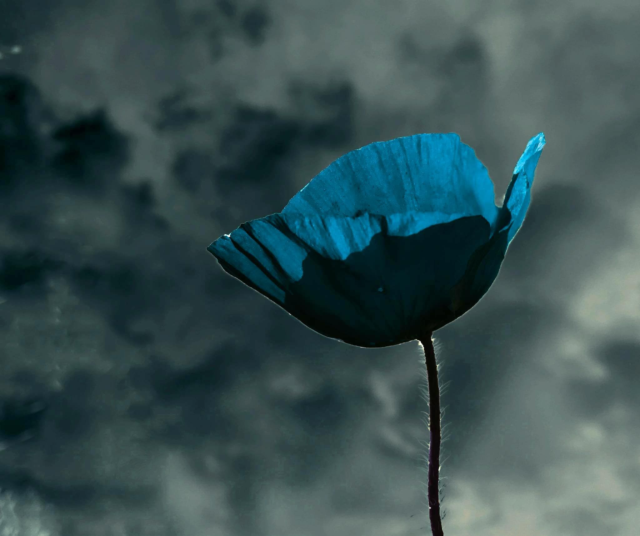 Gentils Coquelicots Mesdames… Capendu(11)