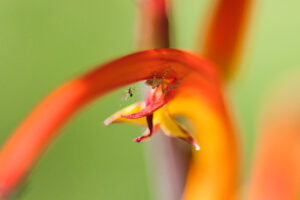 Symphonie printanière – Stéphane Cussol