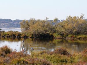 Territoire – Claude Chabran