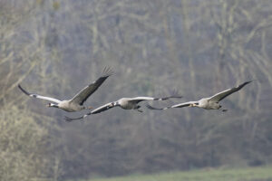Les Barthes de l’Adour – Solange Cantaloube