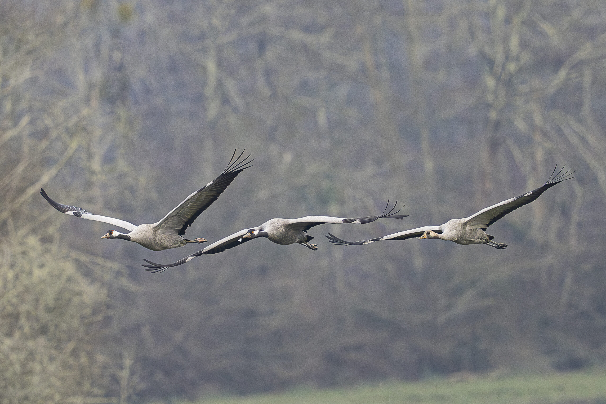Les Barthes de l’Adour – Solange Cantaloube