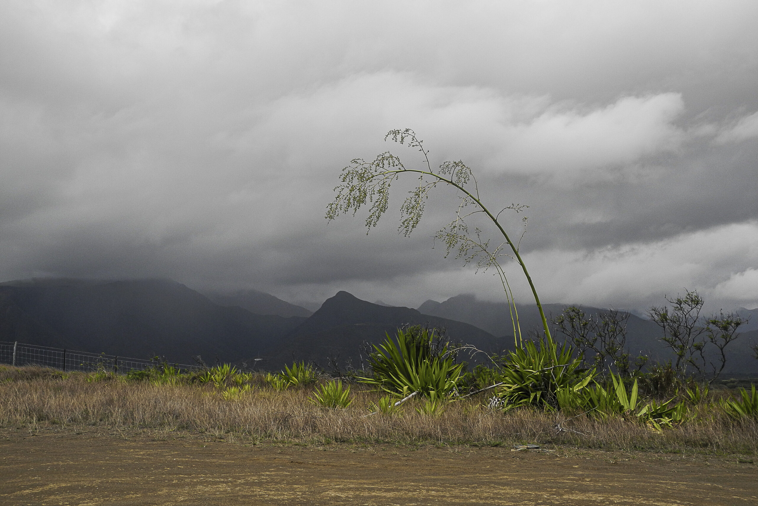 Outre Mer – Solange Cantaloube