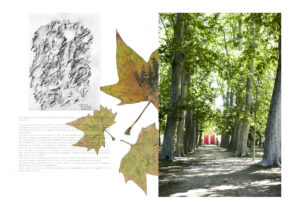 « Raconte moi les arbres » – Florence Cayrol