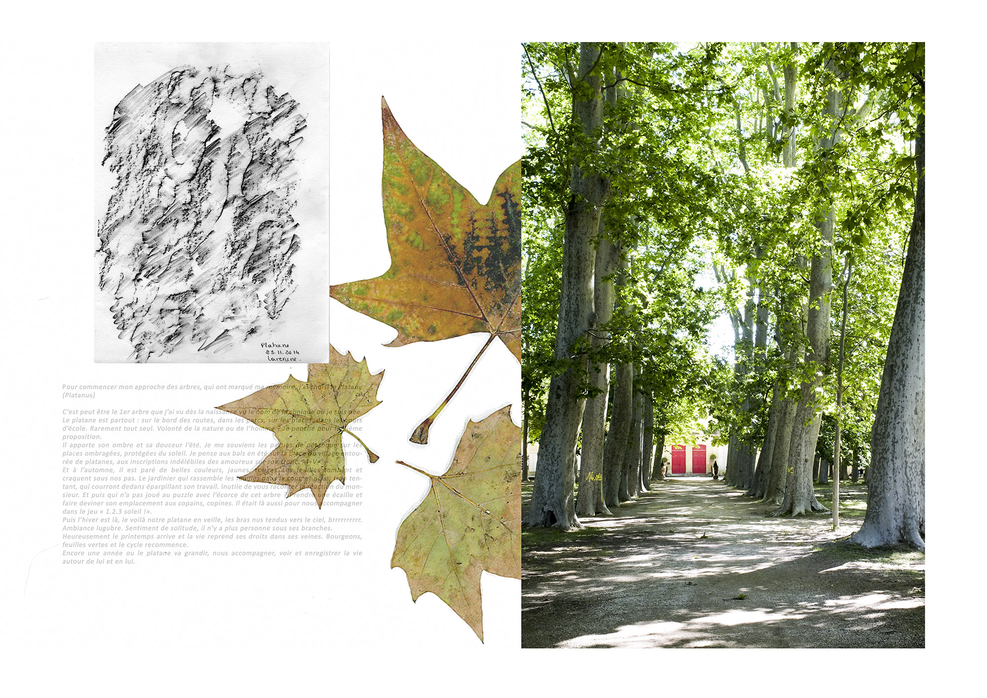 « Raconte moi les arbres » – Florence Cayrol