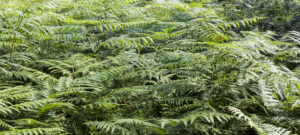 Territoire végétal – Geneviève Dupont