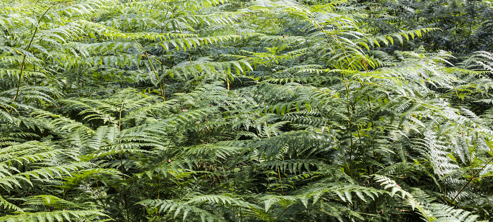 Territoire végétal – Geneviève Dupont
