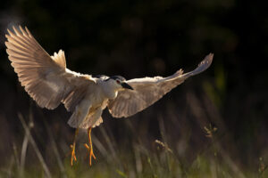 Exposition Photo – Fort de Villès Martin à St Nazaire