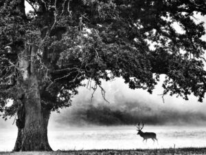 Noir & Blanc – Le Mans