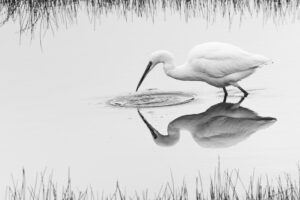 Photographie animalière – Jacques Trognko