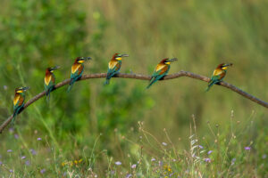 Photographie animalière (1) – Jacques Trognko