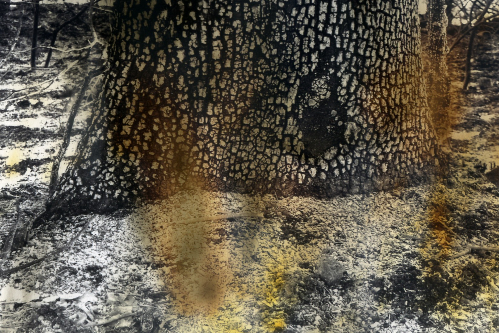 Nature morte – Pierre Soyer