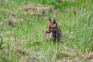 PEUPLE SAUVAGE – Francis Michel