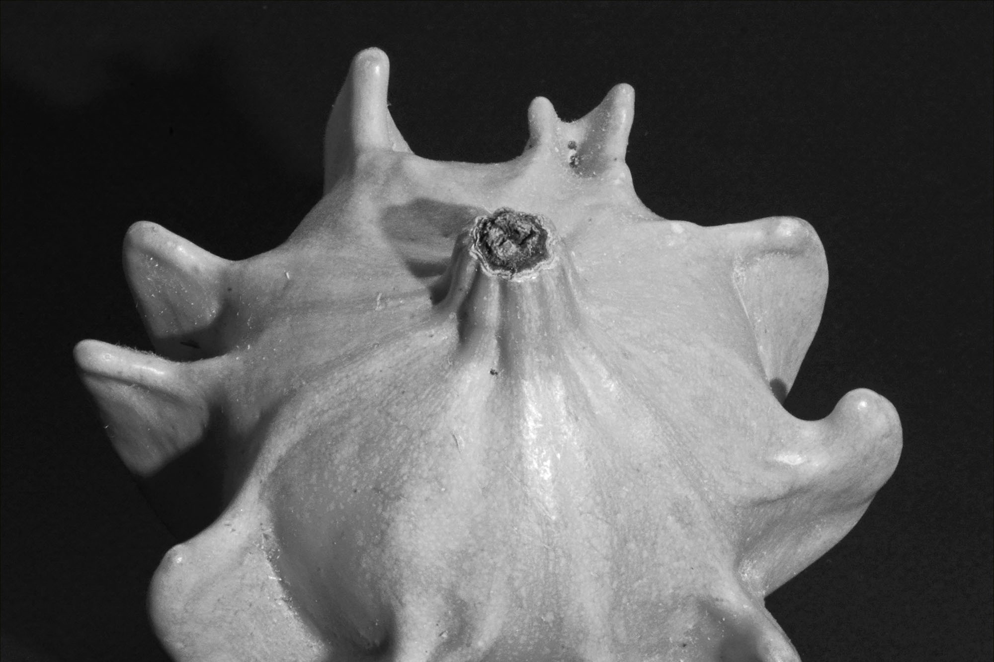 Jacques Aimard – « à la manière de »