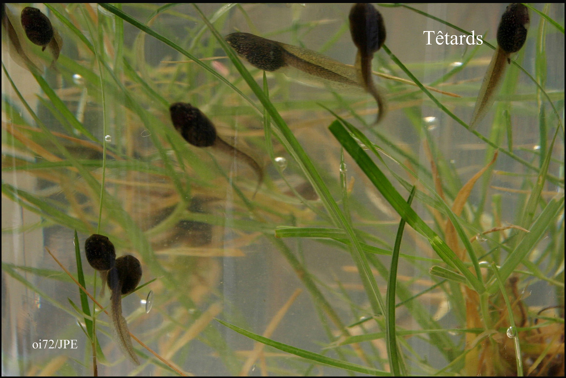 Mon jardin au printemps