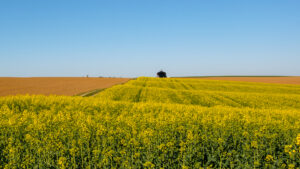 Jean-Pierre Cartier – « à la manière de »