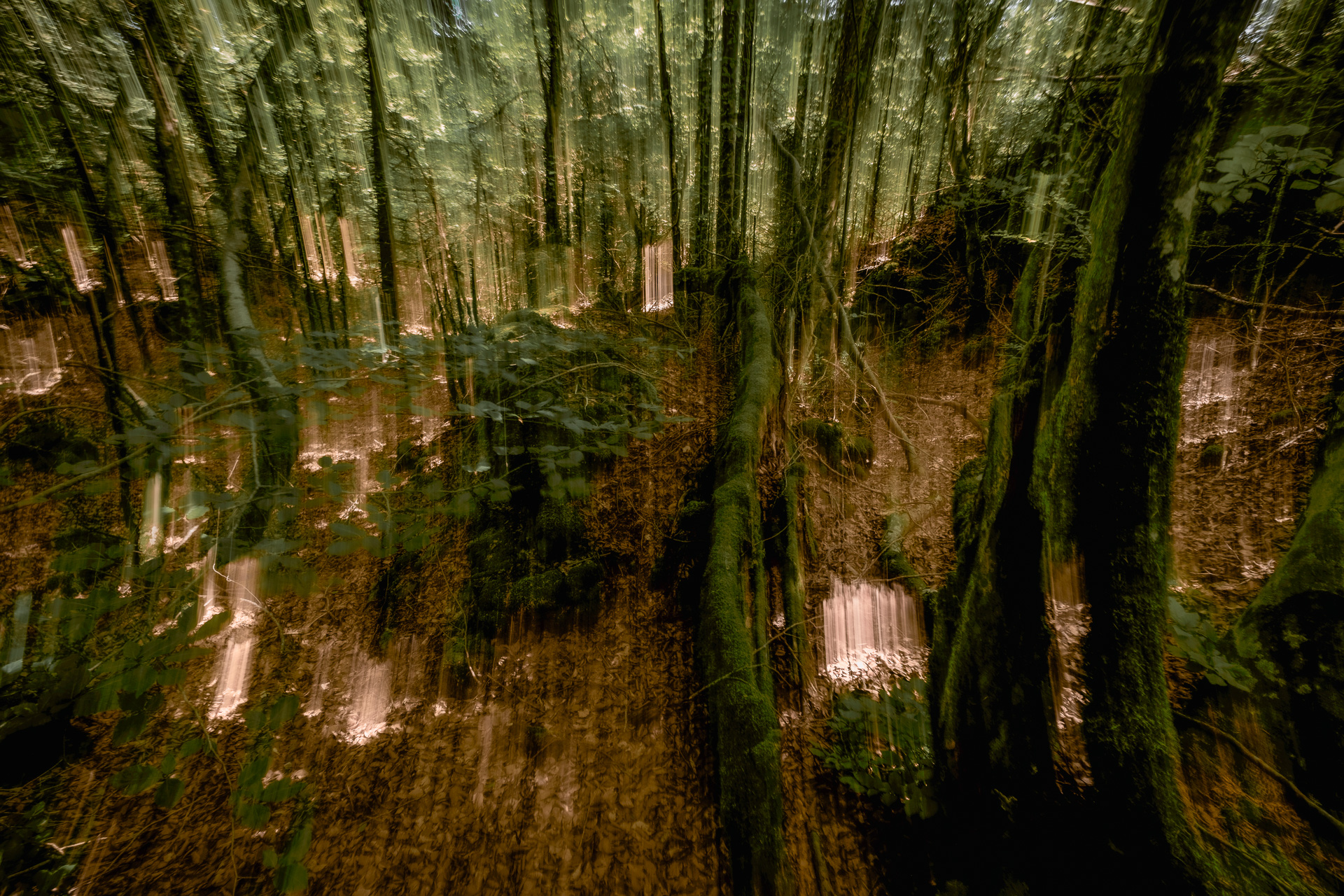 L&rsquo;esprit de la forêt – Guy Bompais