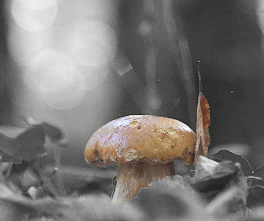 Nelly Lerique – Photographies