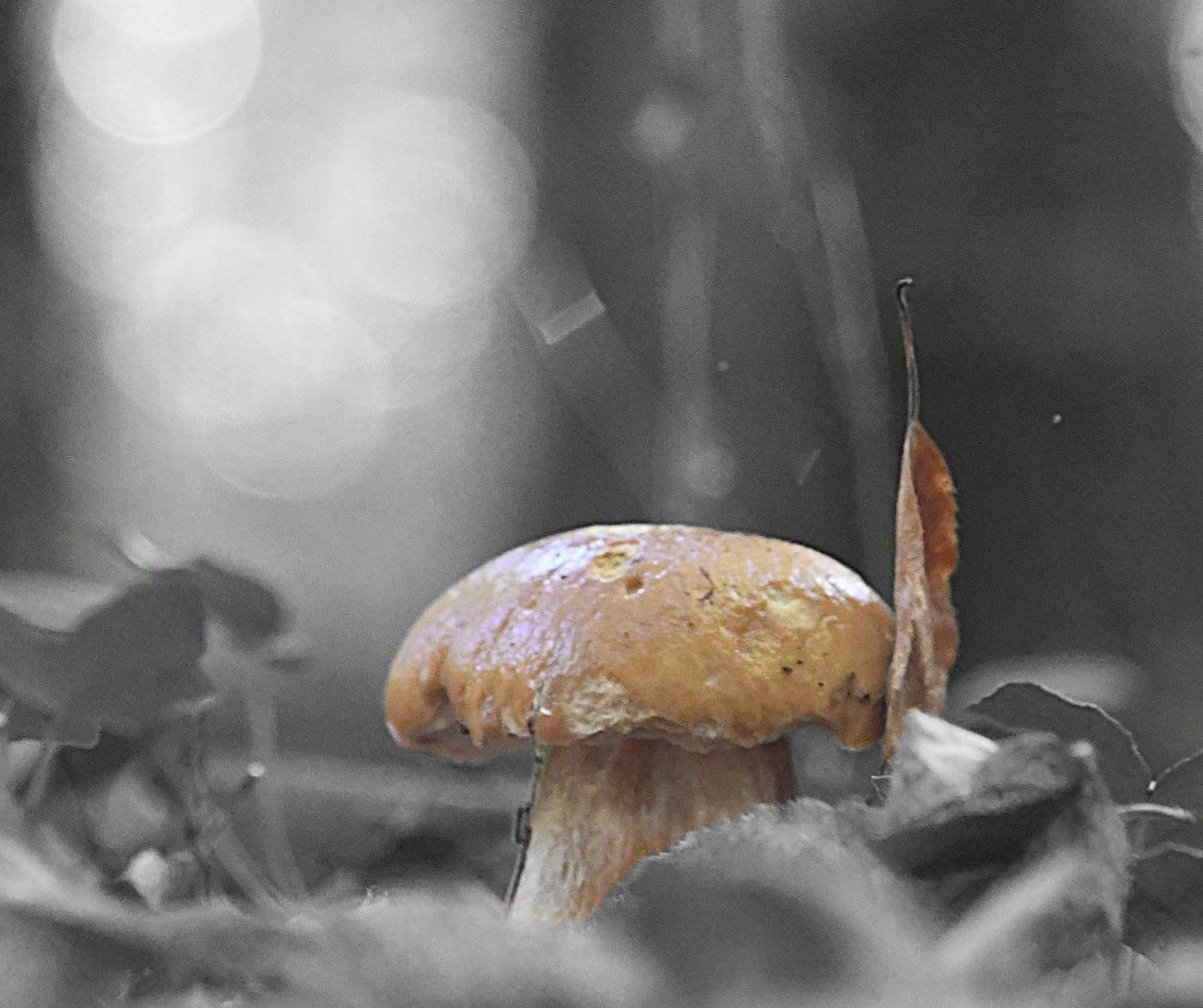 Nelly Lerique – Photographies