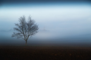 l'arbre dans la brume