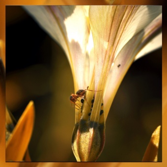 Nature2