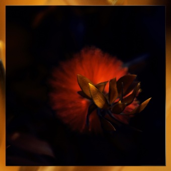 Nature4