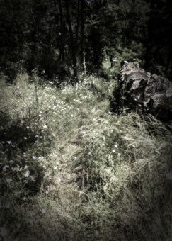 Déambulation introspective_ 2