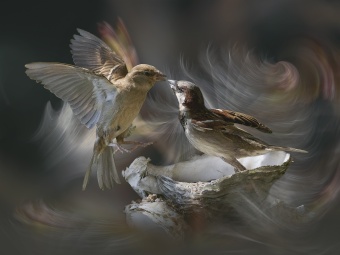 les Oiseaux en vol-1