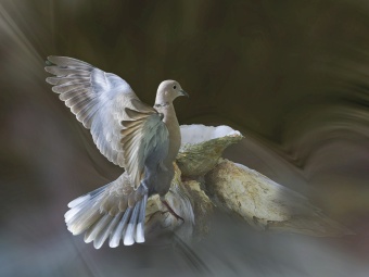 les Oiseaux en vol-2