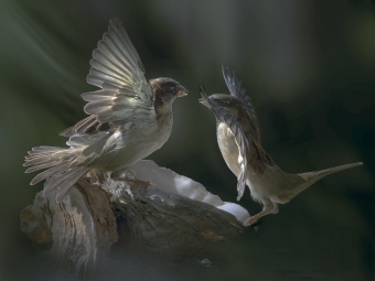 les Oiseaux en vol-3