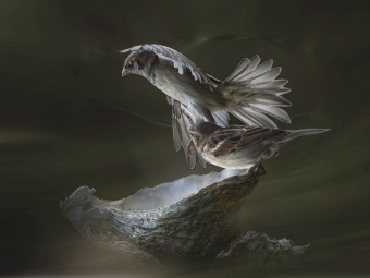 les Oiseaux en vol-4