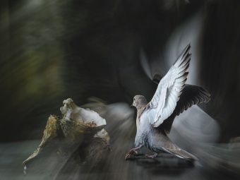 les Oiseaux en vol-5