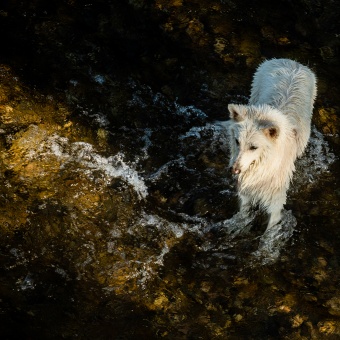 Courant-pur-dans-l'eau-de-là_3.jpg